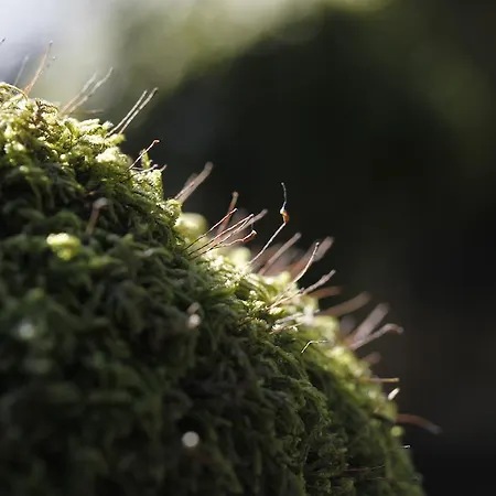 Casa Das Leiras Vieira do Minho
