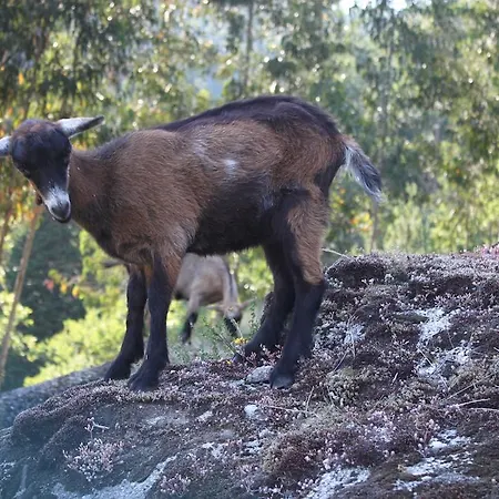 Lantgård Casa Das Leiras Vieira do Minho