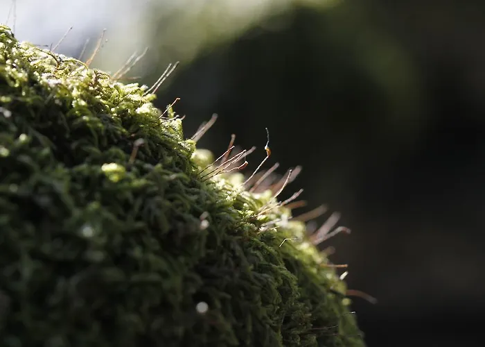 Casa Leiras Vieira do Minho