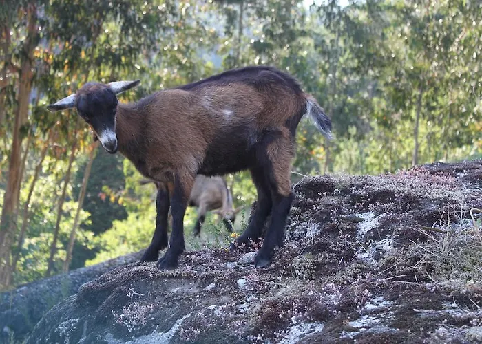 Alloggio per agriturismo Casa Leiras Vieira do Minho